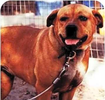 Photo of Sheba