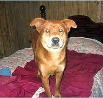 Photo of Redd