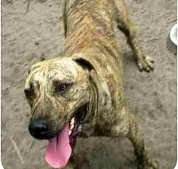 Photo of Brindle