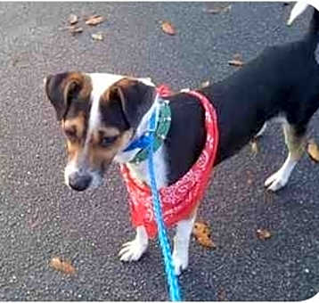 Photo of Buddy