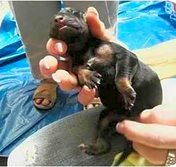 Photo of Puppies-MaleBrindle
