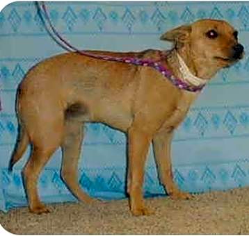 Photo of Ginger