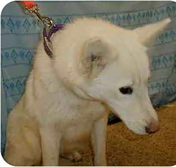 Photo of Vanilla