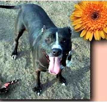 Photo of SADIE