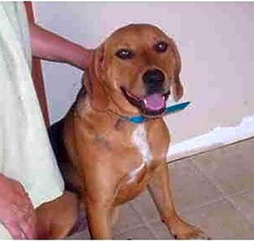Photo of Dixie