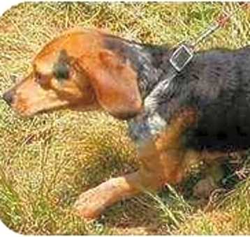 Photo of Boy Beagle