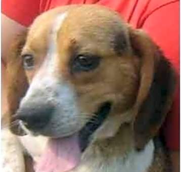 Photo of HARRIS BEAGLE