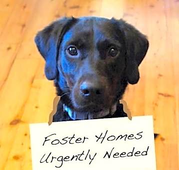 Photo of FOSTERS NEEDED