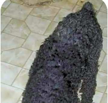 Photo of Ebony