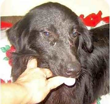 Photo of Alphie