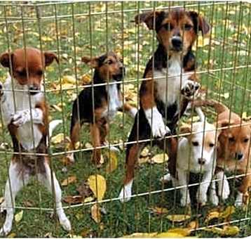 Photo of 4 puppies!