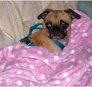 Photo of Peanut