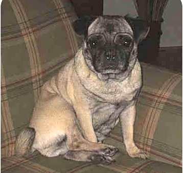 Photo of Patsy