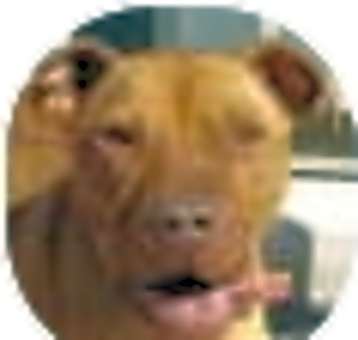 Photo of Bianca
