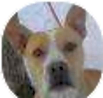 Photo of Lady