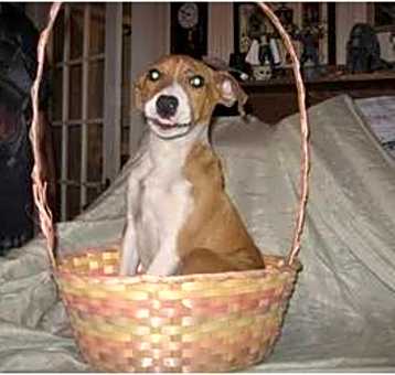 Photo of Peanut
