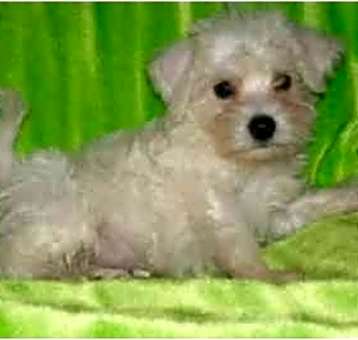 Photo of Meeko
