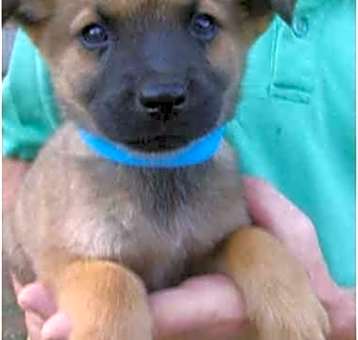 Photo of Shep