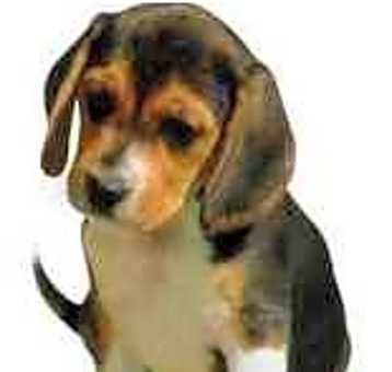 Photo of Beagle