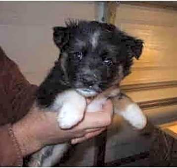 Photo of border collie