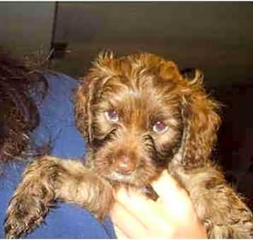 Photo of cockapoo