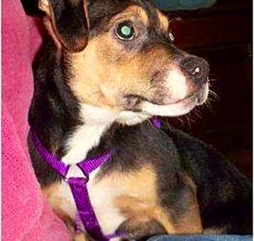 Photo of BAXTER