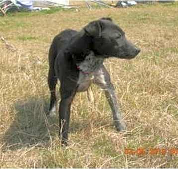 Photo of Black Jack
