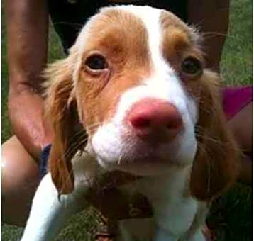 Photo of opal