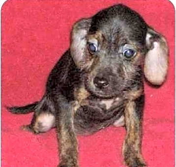 Photo of COOKIE