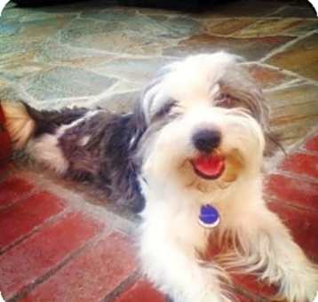 Photo of Prince (AVAILABLE)
