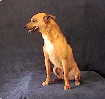 Photo of Timon