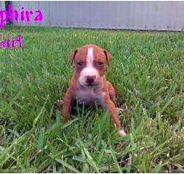 Photo of Saphira