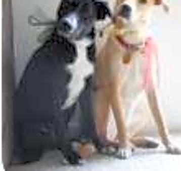 Photo of ALY - ownr surrndr, well behaved, 18 mos, luv bug2