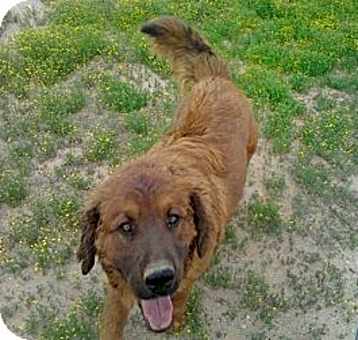 Photo of Samson