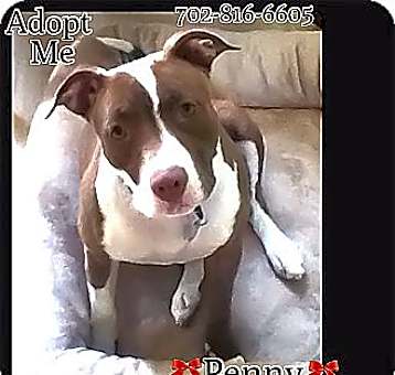 Photo of Penny