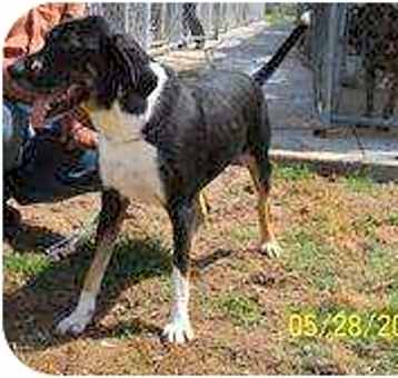 Photo of Sarge