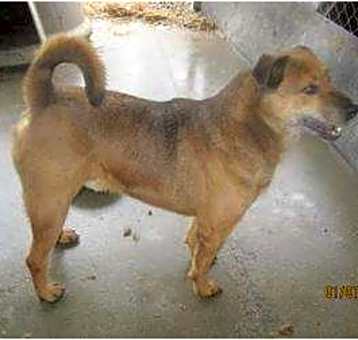 Photo of chief