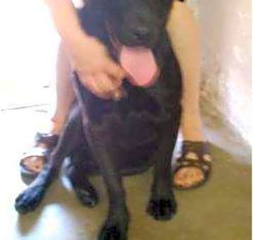 Photo of Sam URGENT!