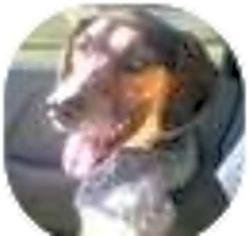 Photo of Stewie
