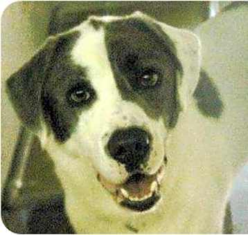 Photo of Benji