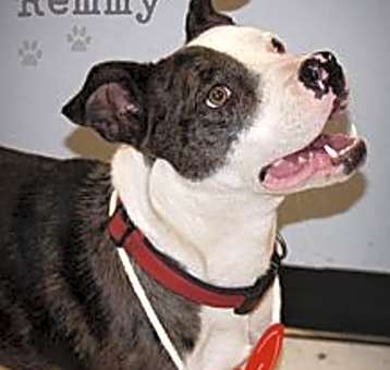 Photo of Remmy