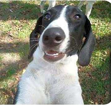 Photo of Gilligan