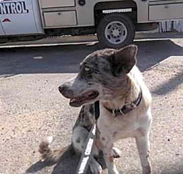 Photo of Blue