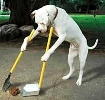 Photo of A Perfect Dog.