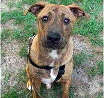 Photo of Scooby