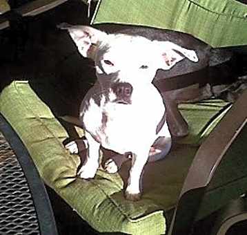 Photo of Ivy