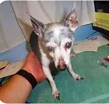 Photo of Blanca