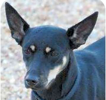 Photo of Sweetie