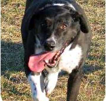 Photo of Buddy