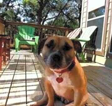 Photo of Amber